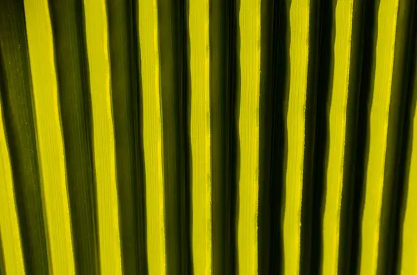 Textuur van groene palmtak — Stockfoto