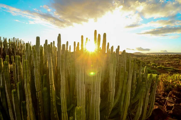 穏やかなサボテン砂漠の夕日 ロイヤリティフリーのストック写真