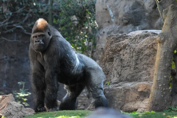 Strong Adult Black Gorilla — Stock Photo, Image