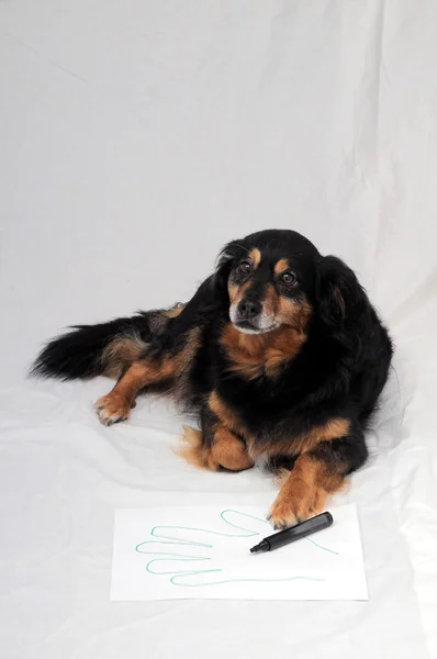 绘图的狗 — 图库照片