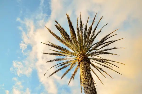 Green Palm Canarian Tree — Stock Photo, Image