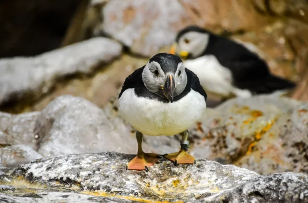 黒と白のペンギン — ストック写真