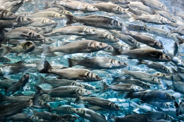 シルバー グレーの魚の学校 — ストック写真