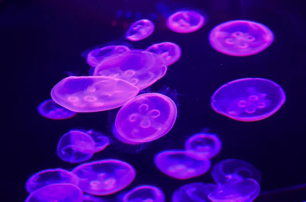 Small Jelly Fish — Stock Photo, Image