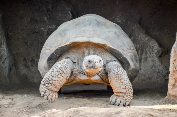 Galapgos Earth Tortoise Turtle — Stock Photo, Image