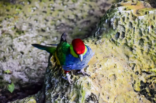 Uccello tropicale pappagallo — Foto Stock