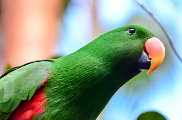 Papagei tropischer Vogel — Stockfoto