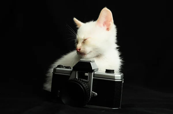 Witte jonge baby kat — Stockfoto