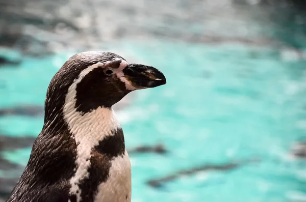 Zwart-wit pinguïn — Stockfoto