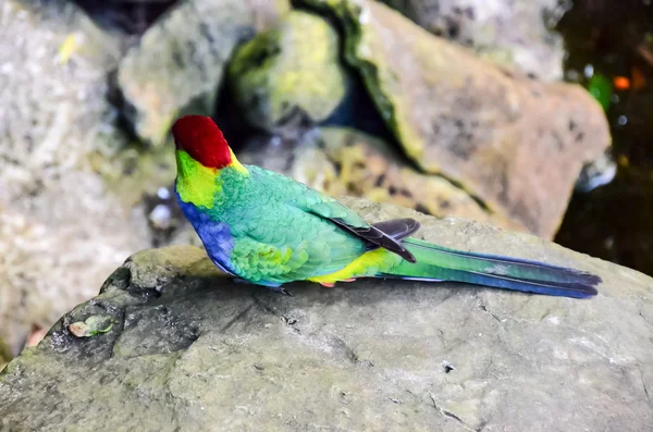 Papukaija trooppinen lintu — kuvapankkivalokuva