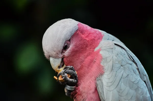 Perroquet Oiseau tropical — Photo