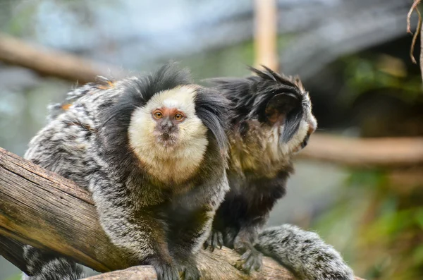 Pequeno macaco preto e branco — Fotografia de Stock