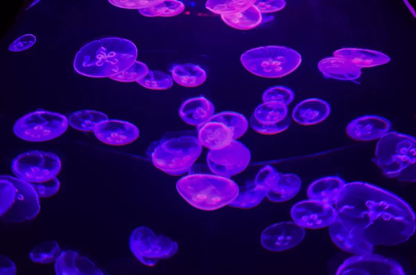 Small Jelly Fish — Stock Photo, Image