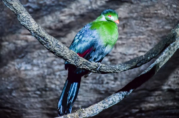 Perroquet Oiseau tropical — Photo