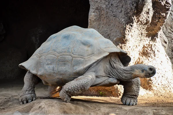 Galapgos Earth Tortoise Turtle — Stock Photo, Image