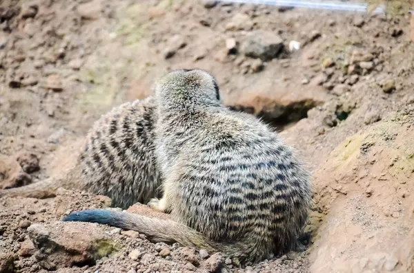 Carnivore mały ssak zwierzę Suricata — Zdjęcie stockowe