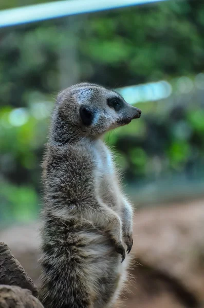 Small Carnivore Mammal Animal Suricata — Stock Photo, Image