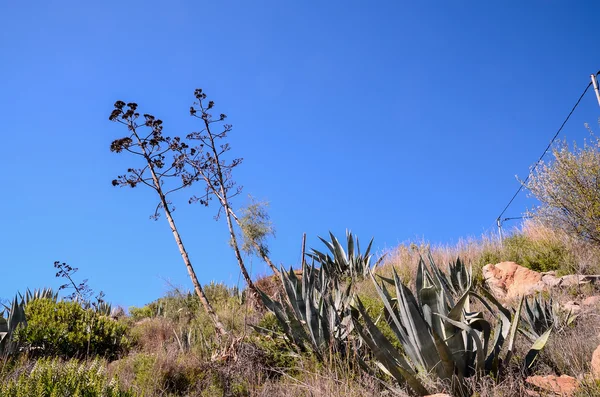 Agave verde planta cacto — Fotografia de Stock