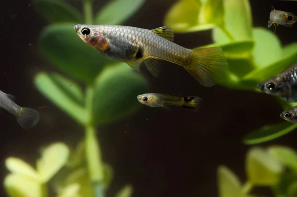 Guppy Multi Colored Fish — Stock Photo, Image