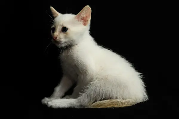 Branco jovem bebê gato — Fotografia de Stock