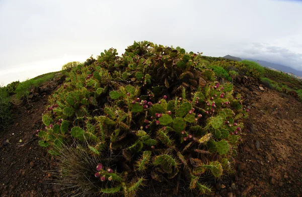 Groene succulente cactus — Stockfoto