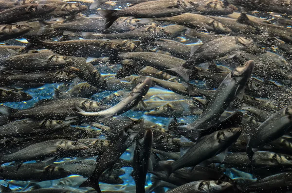 École de poissons gris argenté — Photo