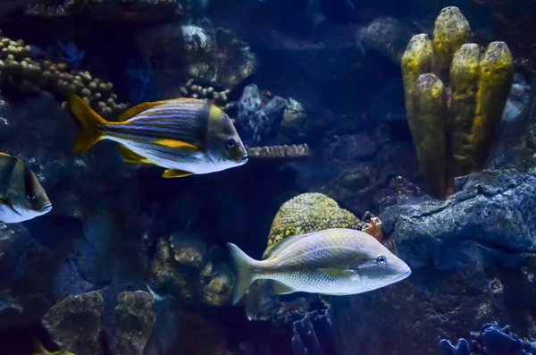 Aquarium tropical — Photo