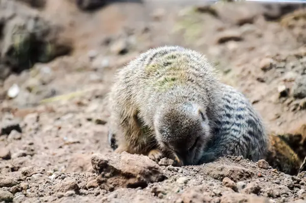 Small Carnivore Mammal Animal Suricata — Stock Photo, Image