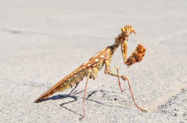 Insecto Mantis Religiosa —  Fotos de Stock