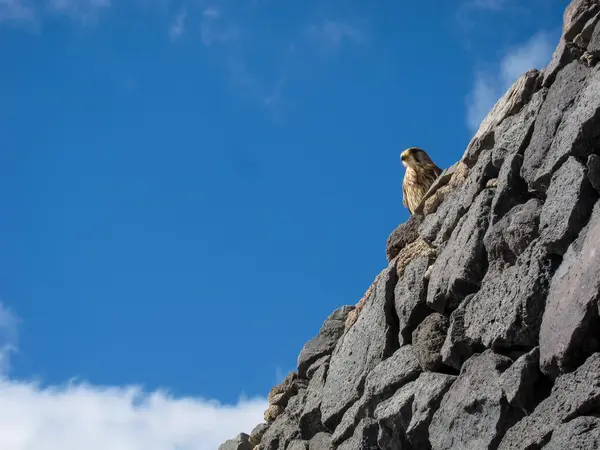 Common Kestrel Hawk pták — Stock fotografie