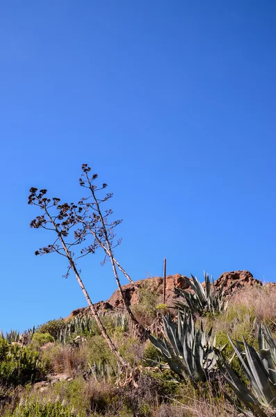 Agave verde planta cacto — Fotografia de Stock