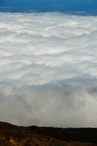 Nubes altas sobre árboles de conos de pino Bosque —  Fotos de Stock