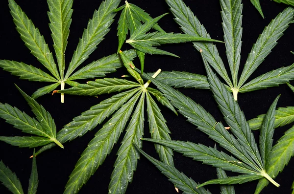 Hintergrund des Cannabis-Blattes — Stockfoto