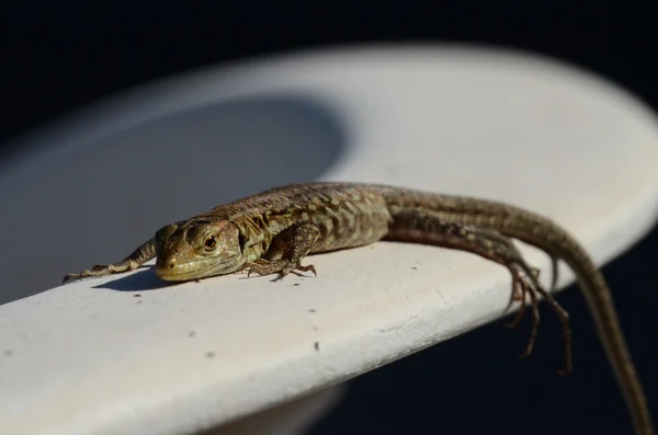 Macro de pequeno lagarto — Fotografia de Stock