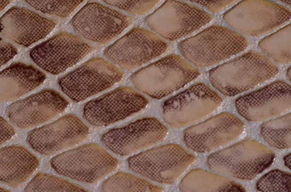 Textura de padrão sem costura de pele de cobra — Fotografia de Stock