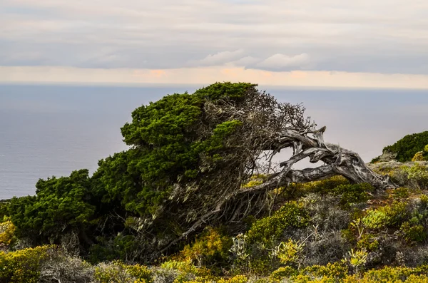 Gnarled genévrier en forme par le vent — Photo