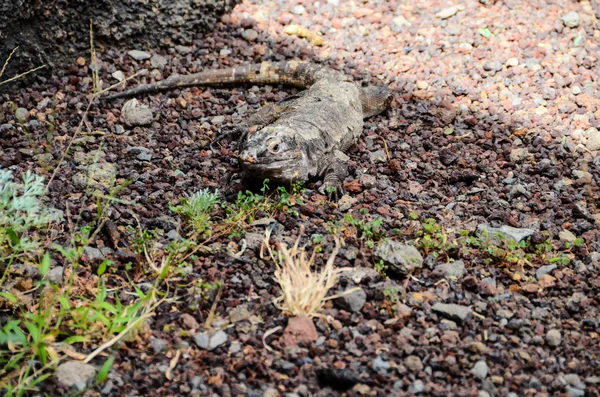 Канарская ящерица — стоковое фото