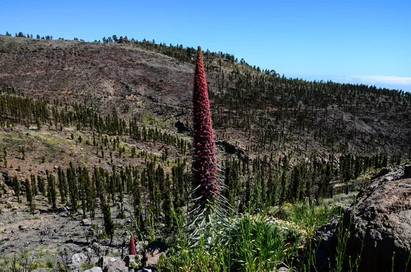 Tajinaste Blomst af Tenerife Island - Stock-foto