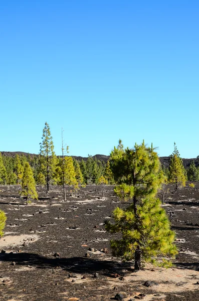 Bosque en el Parque Nacional del Teide Tenerife — Foto de Stock