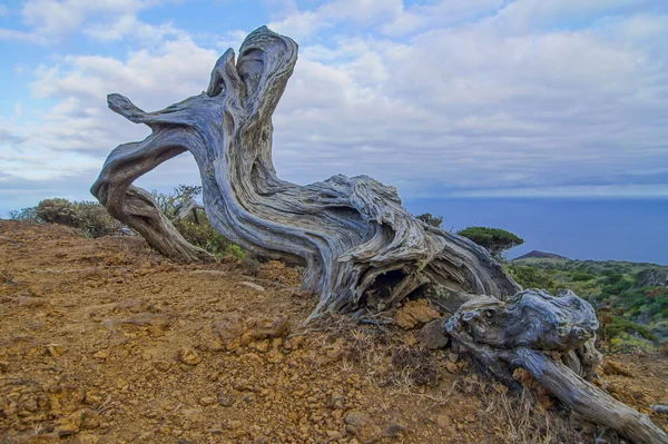 Gnarled genévrier en forme par le vent — Photo