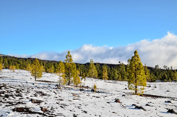 Paisaje del desierto en el Parque Nacional Volcan Teide —  Fotos de Stock