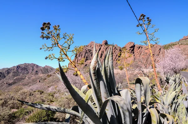 Kaktus der grünen Agave — Stockfoto