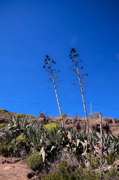 绿龙舌兰植物仙人掌 — 图库照片