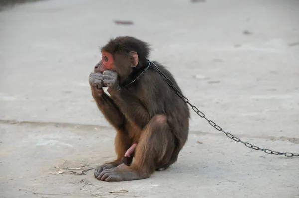 Macaco em correntes no Vietnã — Fotografia de Stock