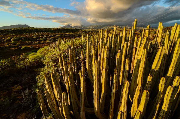 Calma Cactus Deserto tramonto — Foto Stock