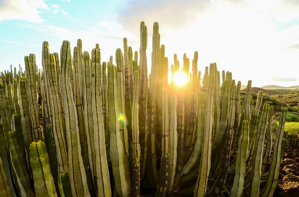 Calm Cactus Desert Sunset — Stock Photo, Image