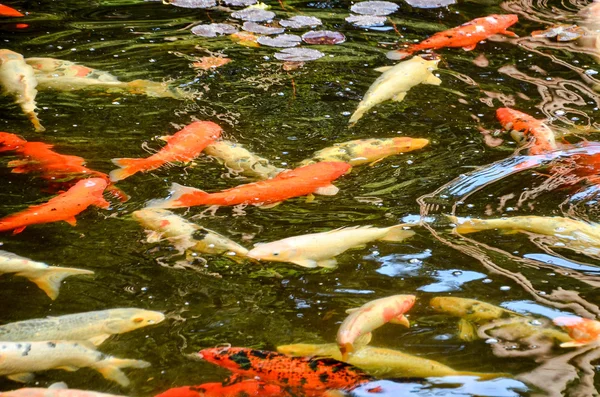 Viele farbige Koi-Karpfen — Stockfoto