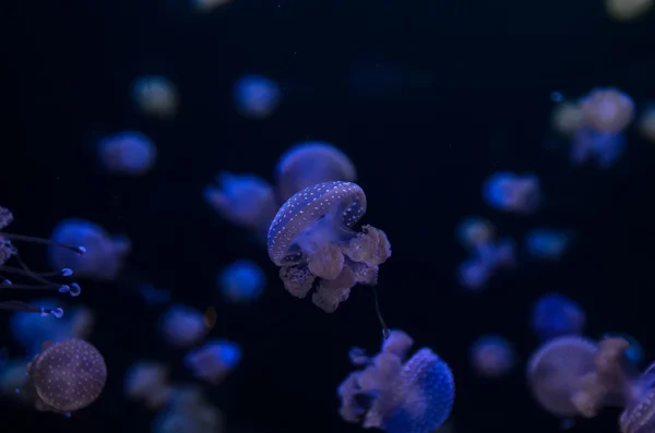 작은 젤리 물고기 — 스톡 사진