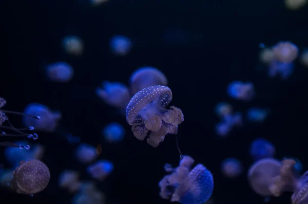 Piccola gelatina di pesce — Foto Stock