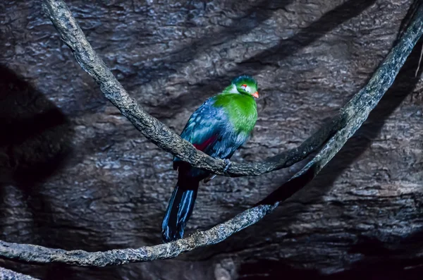 Papukaija trooppinen lintu — kuvapankkivalokuva